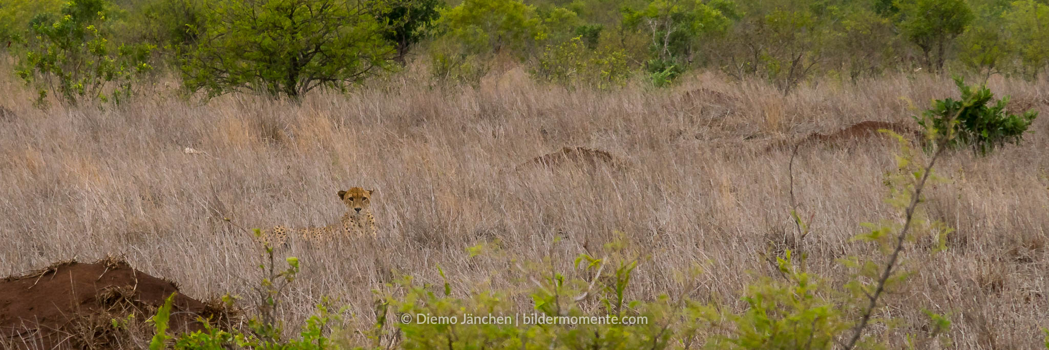 Dieser Gepard wurde von uns nur entdeckt, weil er vorher über die Straße lief - im Kruger Nationa Park.